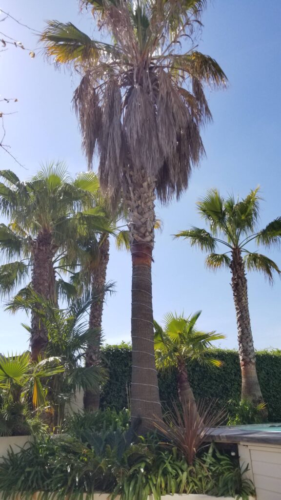 villa californie montbazin palmiers piscine location vacances